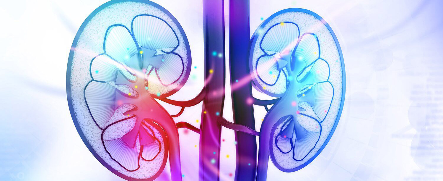 Artistic Rendering of Kidneys Filtering in the Body to Demonstrate the Important Role Kidneys Play in Our Health